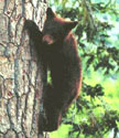 Bear Cub baby information