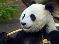 giant panda bear facts