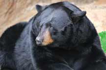 North American Black Bear live