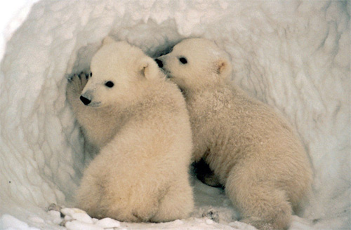 baby polar bear information