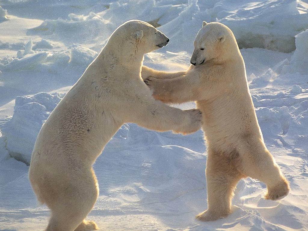 polar bear information and facts