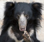 Sloth bear information and facts