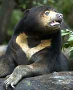 sun bear information and facts