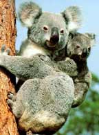 Baby Koalas facts and information