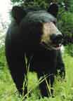 Black Bear in field seeking food before hibernation