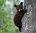 Black Bear cub climbing tree, California.