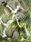 Baby Koalas in tree habitat