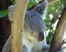 Koala bear in tree to avoid preditors
