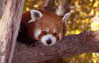 Red Panda habitat endangered