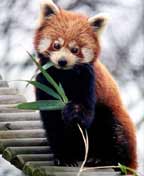 Red Panda facts and information